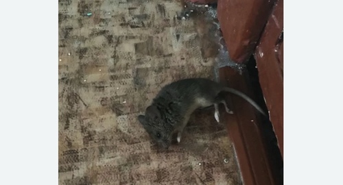 Дезинфекция от мышей на Соколе города Москвы