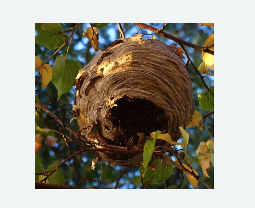 Обработка от шершней на Соколе города Москвы