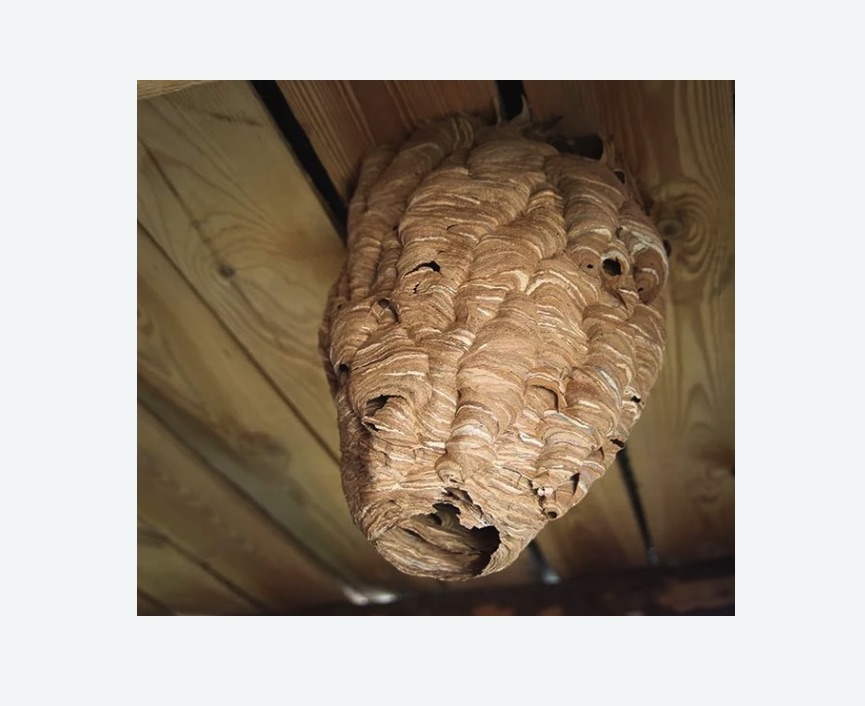 обработка от шершней на Соколе города Москвы