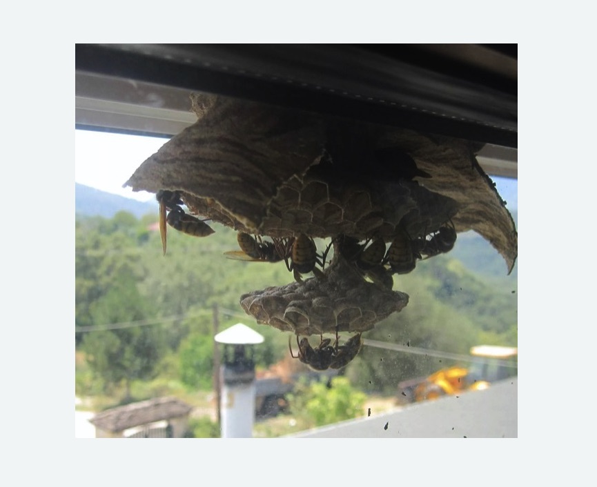 Уничтожение гнёзд шершней на Соколе города Москвы