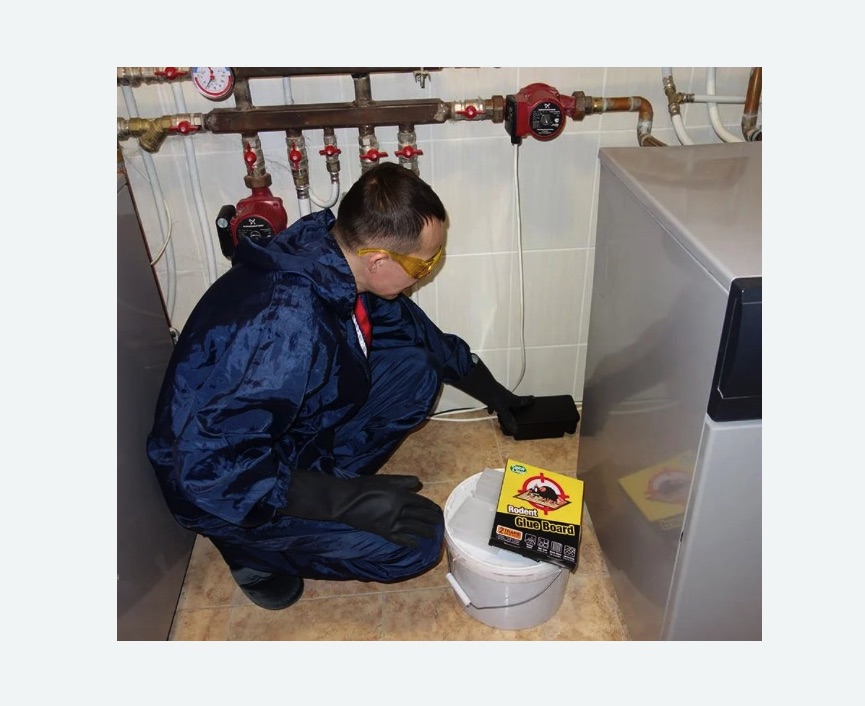 Уничтожение крыс на Соколе города Москвы