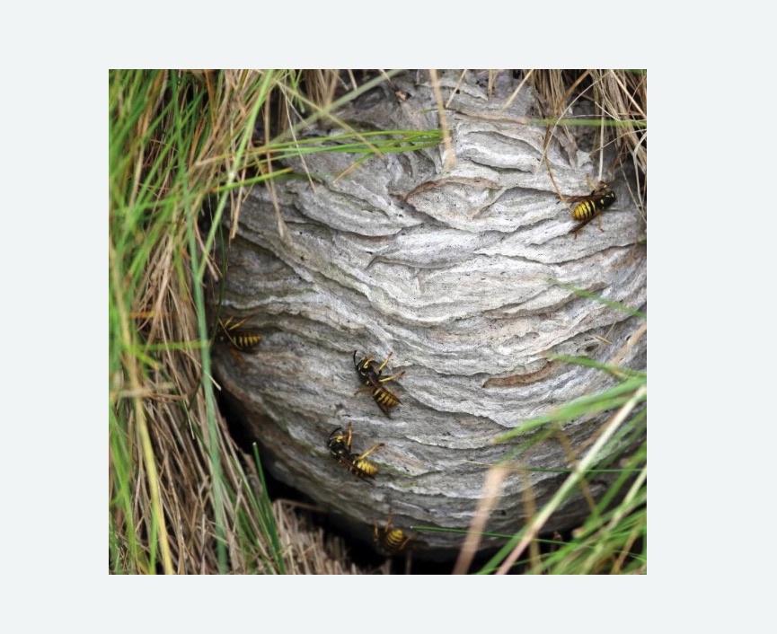 Уничтожение ос и ульев на Соколе города Москвы